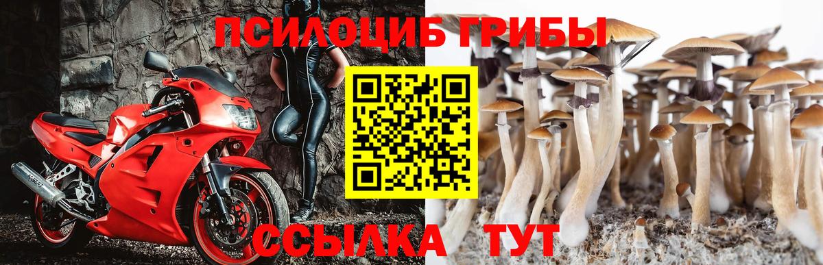 Галлюциногенные грибы Psilocybe Сердобск